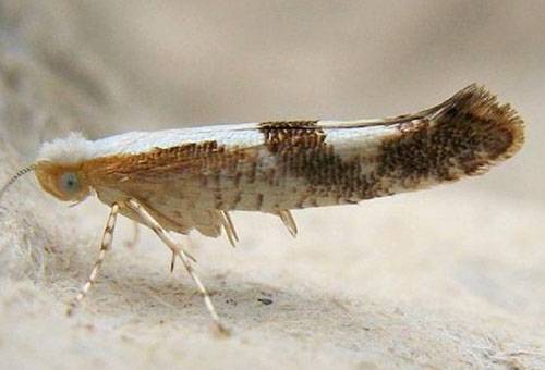 Food moth