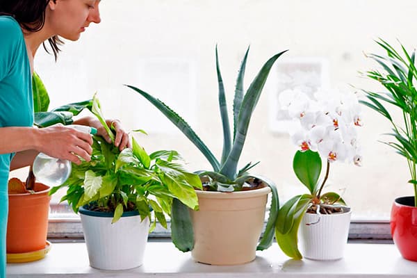 Houseplant Care