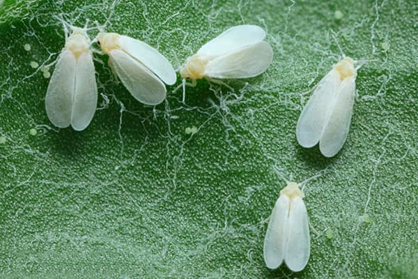 Whiteflies
