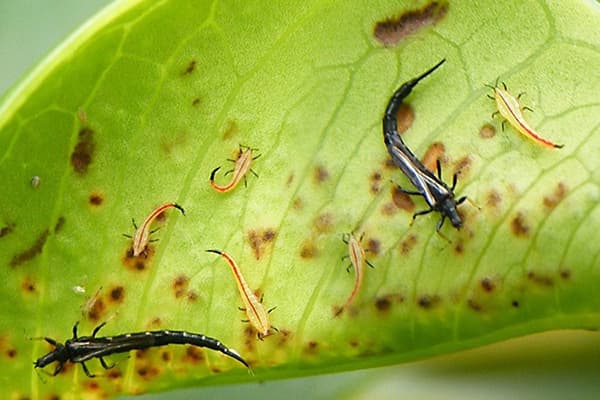 Thrips