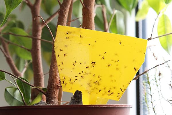 Midge trap