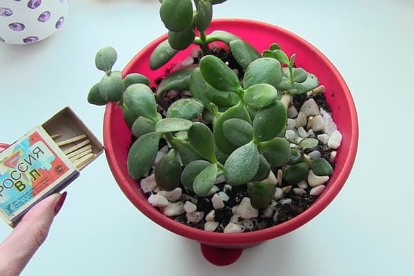 Matches from midges on indoor plants