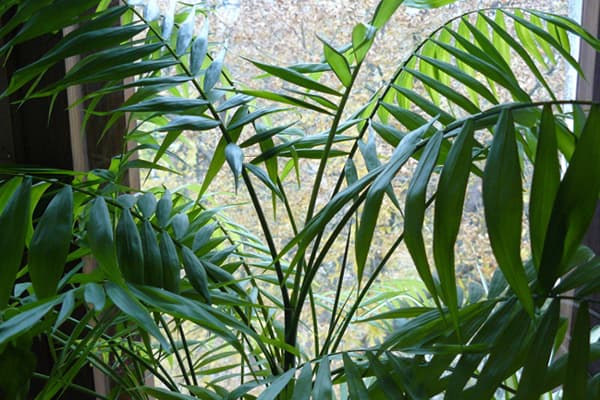 Indoor plant
