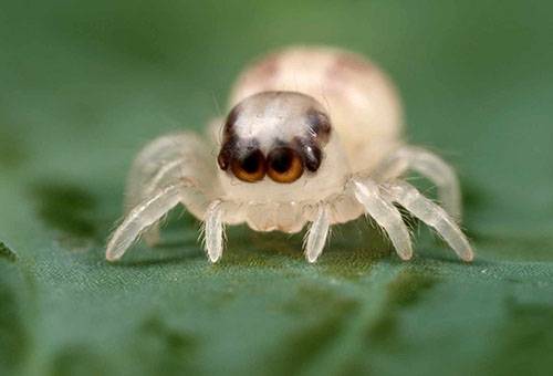 Little spider