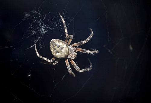 Home spider