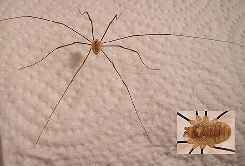 Haying spider