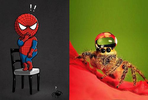 Are spiders dangerous?