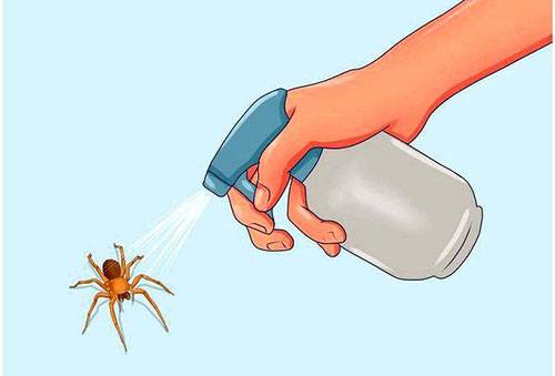 Fight with spiders