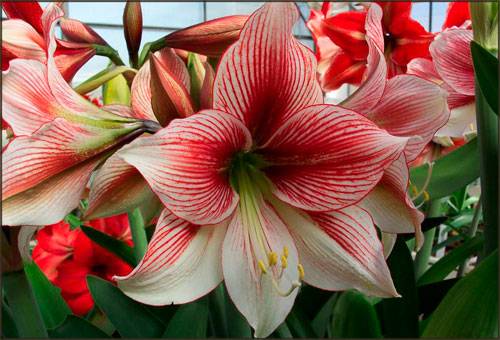 Amarallis