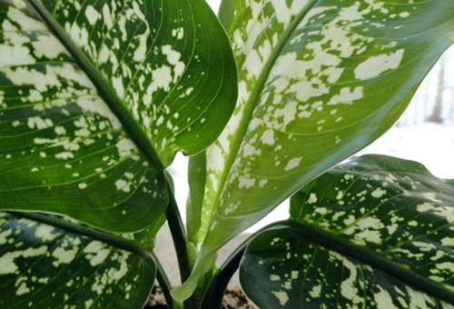 Dieffenbachia atstāj