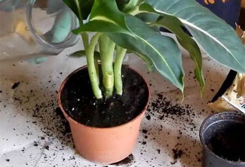 Transplantācijas dieffenbachia