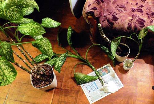 Dieffenbachia pavairošana