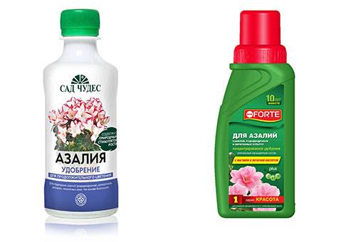Mēslošanas līdzekļi Azalea