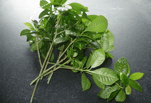 Gardenia spraudeņi pavairošanai
