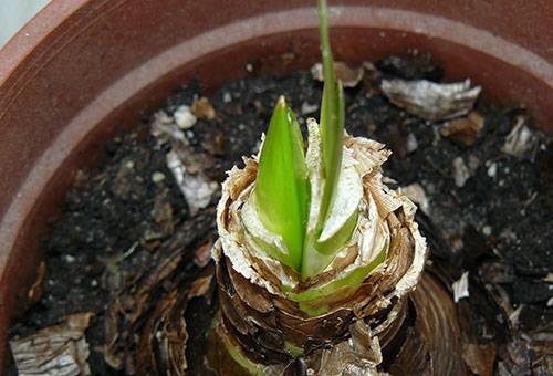 Hippeastrum sīpolu asns