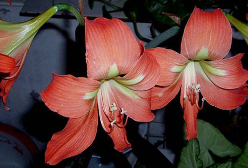 Hippeastrum ziedi