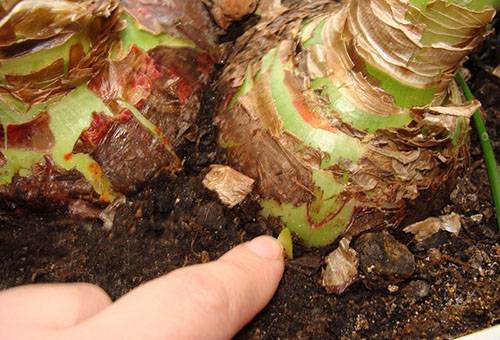 Hippeastrum transplantācija un reprodukcija