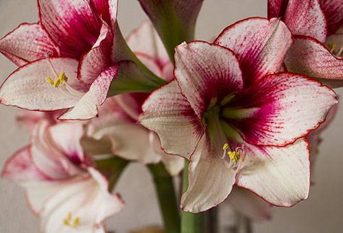 Ziedošs hippeastrum