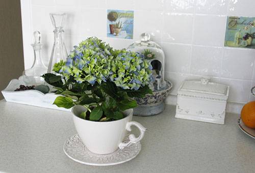 Hydrangea in the kitchen