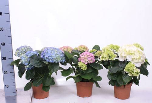 Hydrangea of different colors in pots