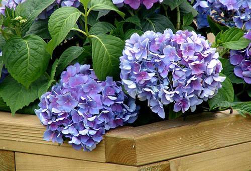 Indoor hydrangea