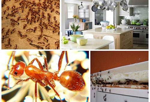 Red ants in the apartment
