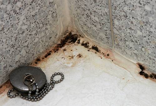 Mold in the bathroom