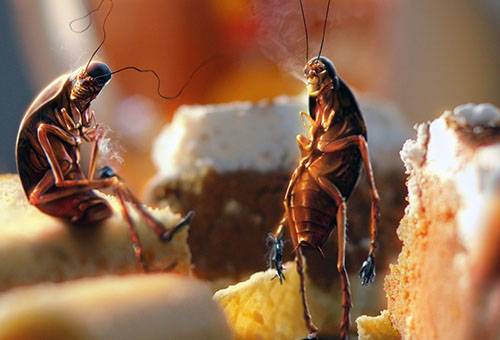 Cockroaches in leftover food