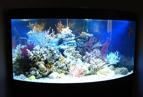 Seawater aquarium