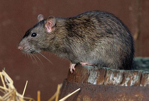 Adult rat