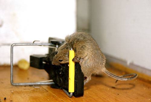 The rat caught in a rat trap