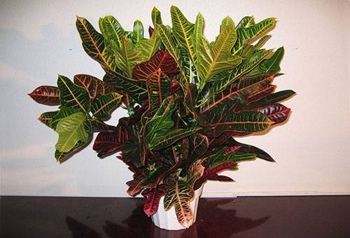 Croton keramikas katlā