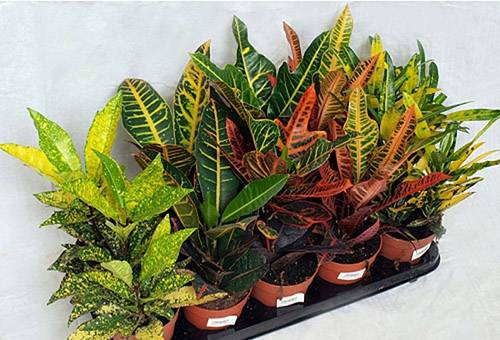 Jauni croton augi