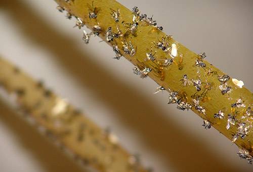 Sticky tape flies