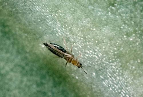 Thrips