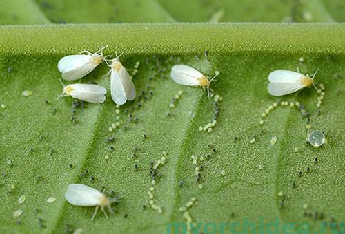 Whiteflies uz auga lapas