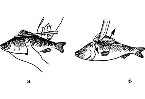 How to clean perch