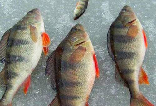 Perch