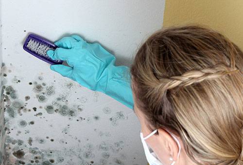 Mechanical removal of mold from the wall