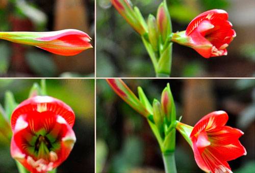 Bloom