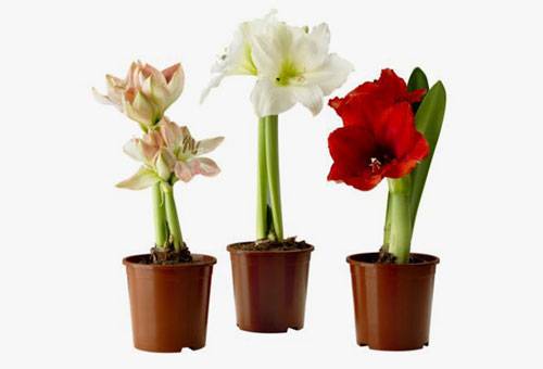 Amaryllis species