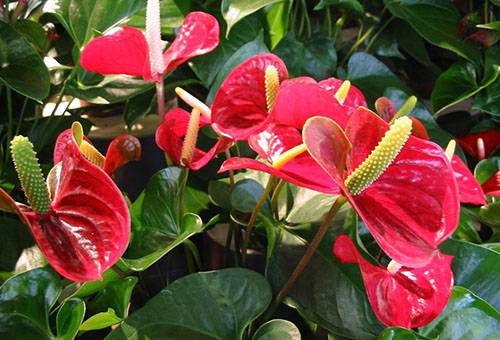 Anthurium ziedi