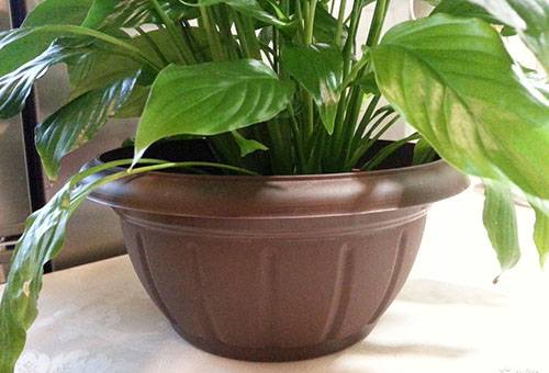 Anthurium katlā