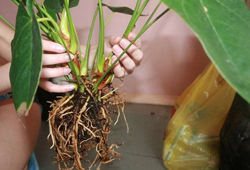 Anthurium transplantācija
