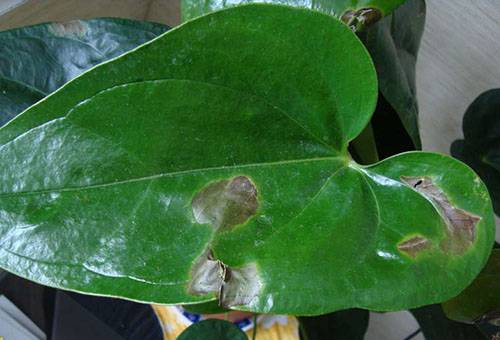Bojāta Anthurium lapa