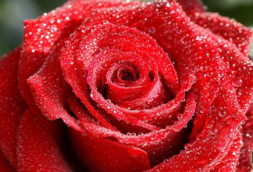 Rose in droplets of water