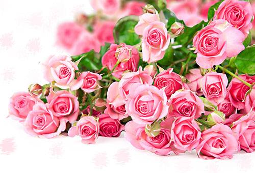Fresh roses