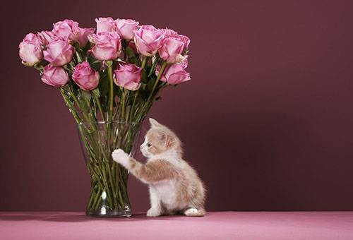 Kitten and a bouquet of roses