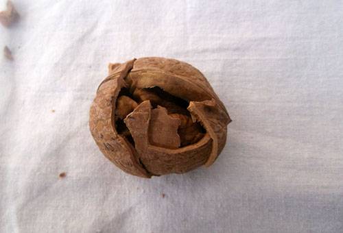 Chopped walnut