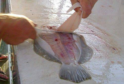 fish fillet branch